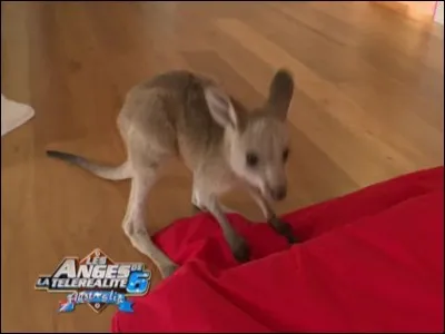 Comment s'appelle leur animal ?