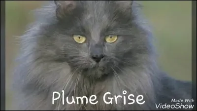 Quelles sont les compagnes de Plume Grise ?