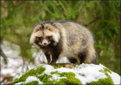 L'animal ci-dessus est réel mais il est souvent associé aux yōkai. Quel est son nom ?