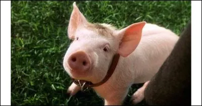 Qu'est devenu Babe ?