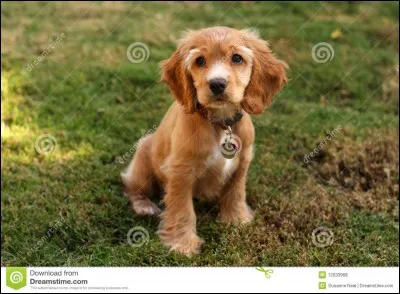 Quel est le poids du cocker ?