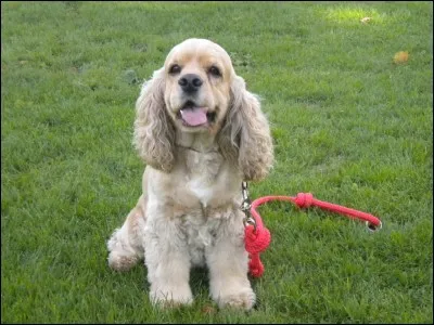 Le cocker est-il plus ou moins docile que son cousin le cocker américain ?