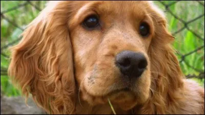 Quand le cocker est-il choisi pour la chasse à la bécasse ?