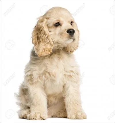 De quelle couleur ne peut pas être le cocker ?