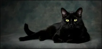 Lorsqu'il arrive devant le portail de la maison de Léo, il voit un chat noir traverser la rue en courant. "Chat noir" se traduit par :