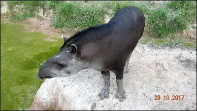 En linguistique, considérée comme une unité abstraite de la langue !