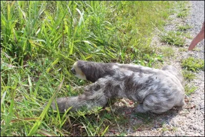 Accompagné de Marguerite, il rendait la justice sous un chêne !