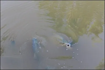 Magnifique film animalier, où vous les voyez se dérouler sous vos yeux : Les ...