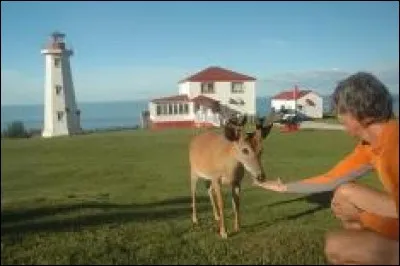 Il y a un demi-siècle, on ne se référait à cette île qu'en raison de son grand troupeau de chevreuils. Maintenant, des sentiers de randonnée (125km) la quadrillent pour aller y voir grottes et canyons ou longer la rive à la rencontre d'un phoque au soleil :