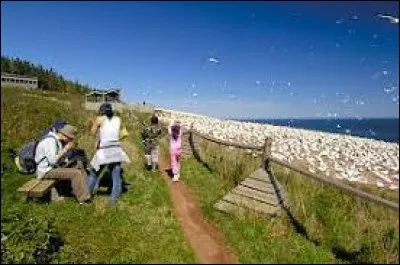Reconnue pour sa colonie de fous de Bassan (116 000) la plus accessible au monde et située à proximité de Percé, en Gaspésie, c'est une île fréquentée pour y observer la plus importante halte d'oiseaux migrateurs en Amérique du Nord :