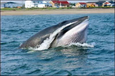 On peut y voir et interagir avec les mammifères marins en kayak, près de Tadoussac, pour y croiser, le rorqual bleu, mais aussi des baleines à bosse, des blancs bélugas, des marsouins et des dauphins :