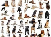 Quiz Les races de chiens (1)
