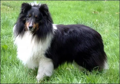 Quel est le nom de la race de ce chien aux longs poils ?