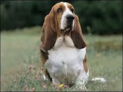 Quel est le nom de la race de ce chien aux longues oreilles pendantes ?