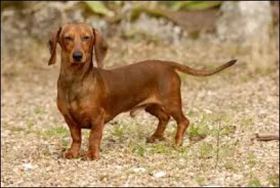 Quel est le nom de la race de ce petit chien ayant un corps allongé ?