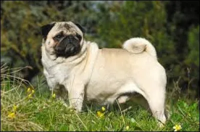 Quel est le nom de la race de ce chien au nez retroussé ?