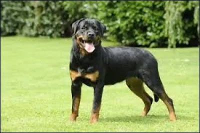 Quel est le nom de la race de ce chien considéré comme dangereux ?