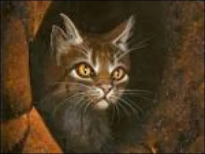 Comment Étoile du Tigre meurt-il ?