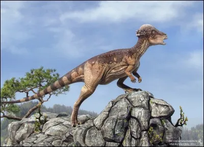 Quelle est la taille d'un Pachycephalosaurus ?