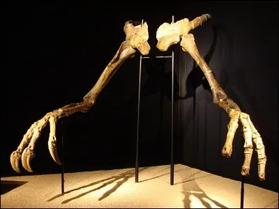 A quel dinosaure appartiennent ces bras ?