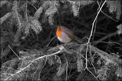 Le rouge Gorge chante presque toute l'année. Cependant en quelle saison ne chante-t-il pas ?
