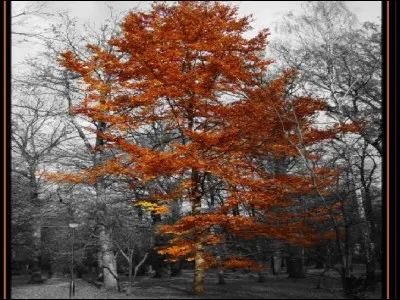 Qu'est-ce qu'un arbre à feuillage caduc ?