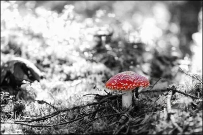 De par sa couleur, avec quel autre champignon peut-on confondre l'amanite tue-mouches ?