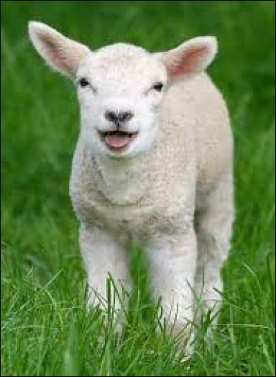 Comment dit-on "agneau" en anglais ?