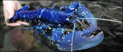 Comment dit-on "homard" en anglais ?