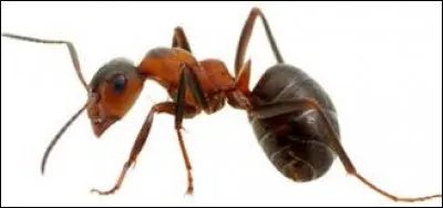 Comment dit-on "fourmi" en anglais ?