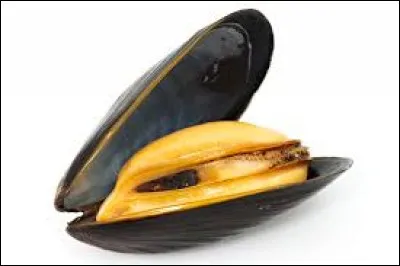 Comment dit-on "moule" en anglais ?
