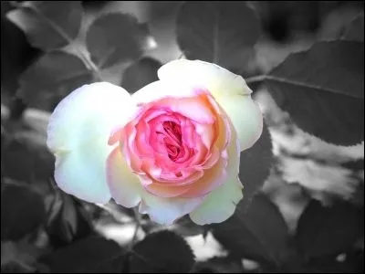 Se fait la part belle.