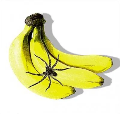 Sur quel continent peut-on voir l'araignée-banane ?