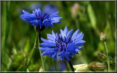 Quel est le nom de ces fleurs ?