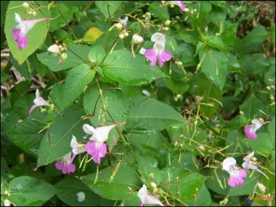 Quel est le nom de ces fleurs ?