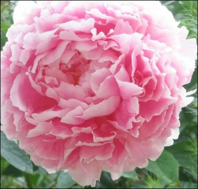 Quel est le nom de cette fleur ?