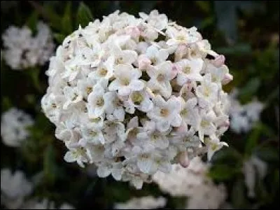 Quel est le vrai nom de la fleur appelée populairement "Boule de neige" ?