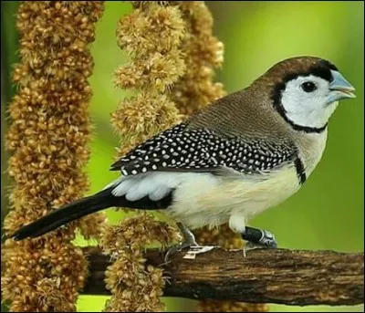 Quel animal peut voler ?