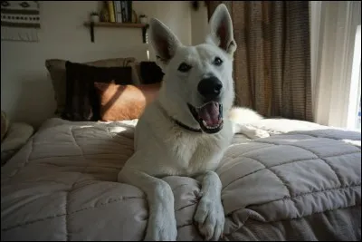 Quelle est son origine ?