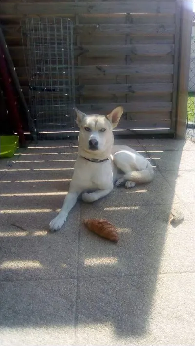 Quelle est la race de son chien ?