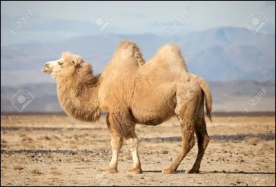 Où se trouve particulièrement cet animal?