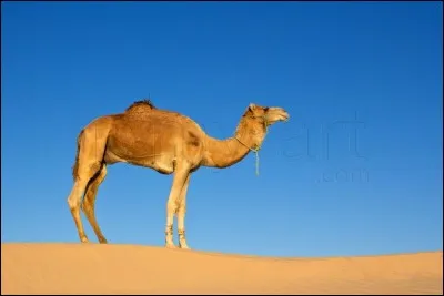 Où se trouve particulièrement cet animal?