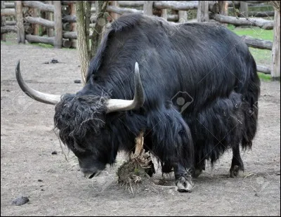 Où se trouve particulièrement cet animal?