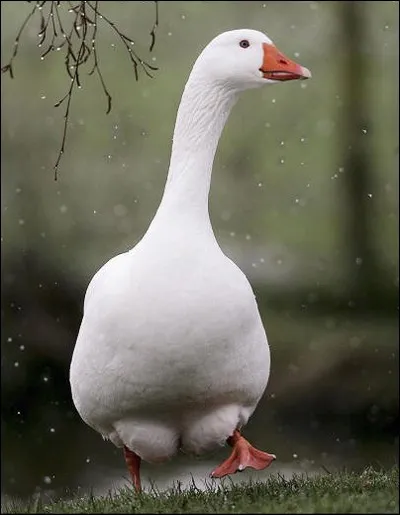 Où se trouve particulièrement cet animal?