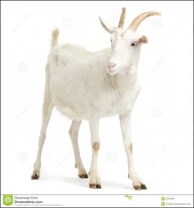 Où se trouve particulièrement cet animal?