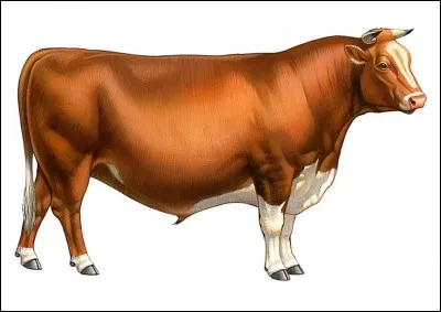 Où se trouve particulièrement cet animal?