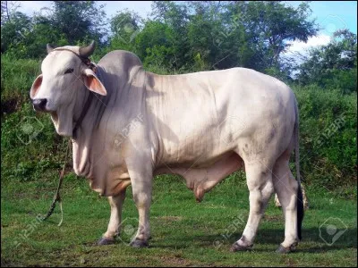 Où se trouve particulièrement cet animal?