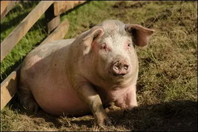 Où se trouve particulièrement cet animal?