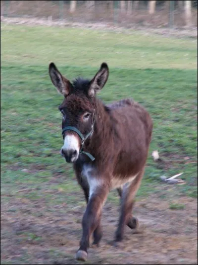 Où se trouve particulièrement cet animal?