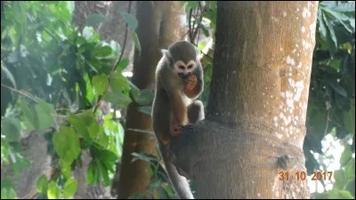De ces trois héros, l'un est l'ami d'une guenon chimpanzé !